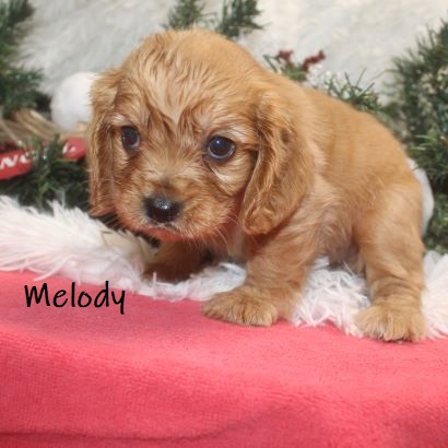 puppy, for, sale, Cockilear, Joe & Cherri  Overlease, dog, breeder, Miller, MO, dog-breeder, puppy-for-sale, forsale, nearby, find, puppyfind, locator, puppylocator, aca